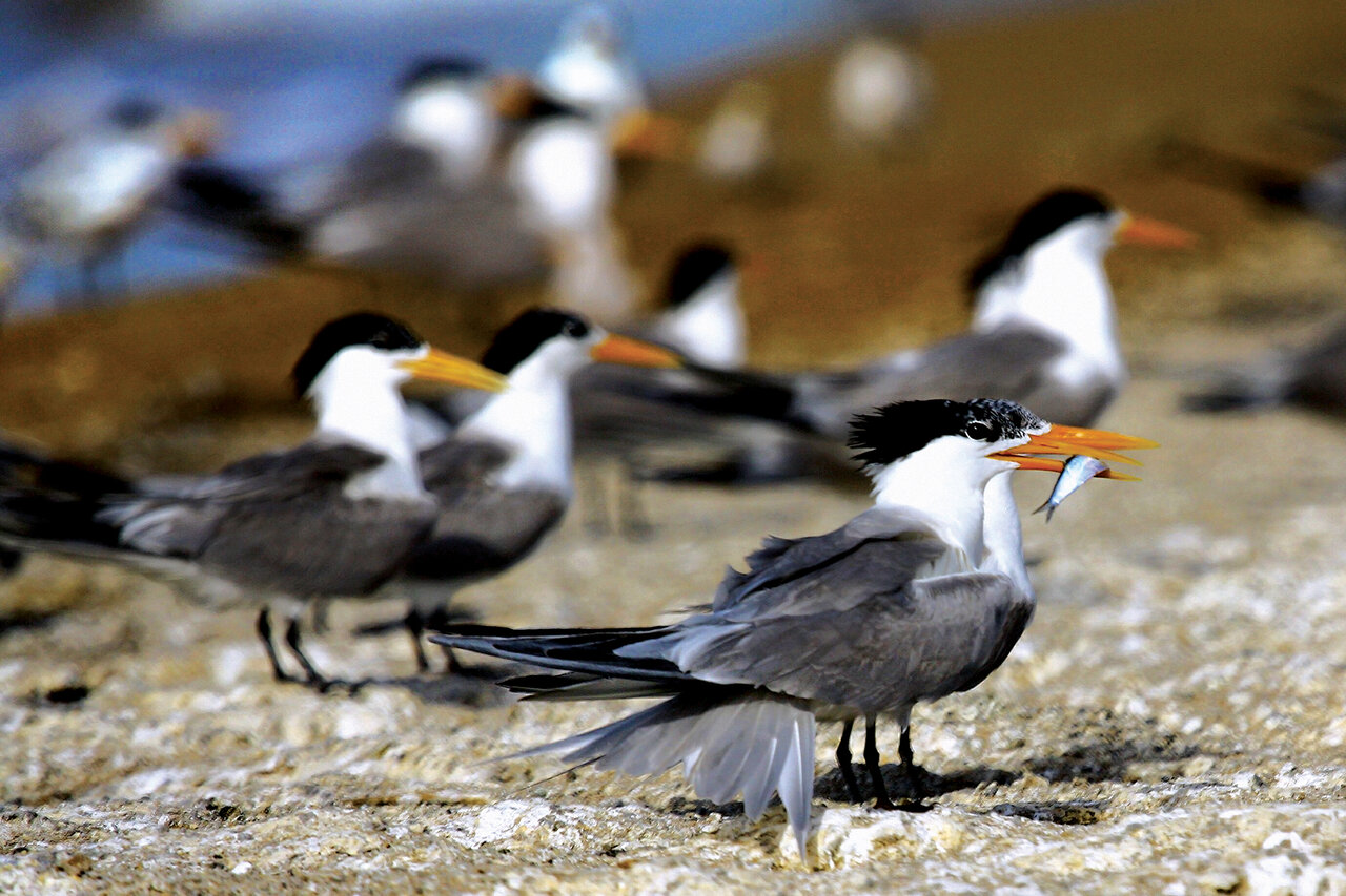 بهشت پرندگان؛ جزیرهای در ایران