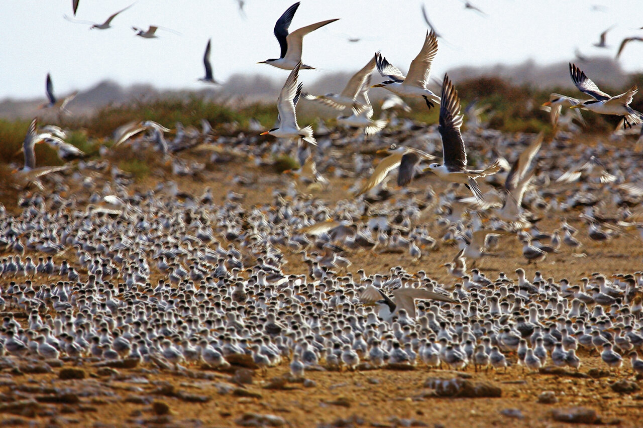 بهشت پرندگان؛ جزیرهای در ایران