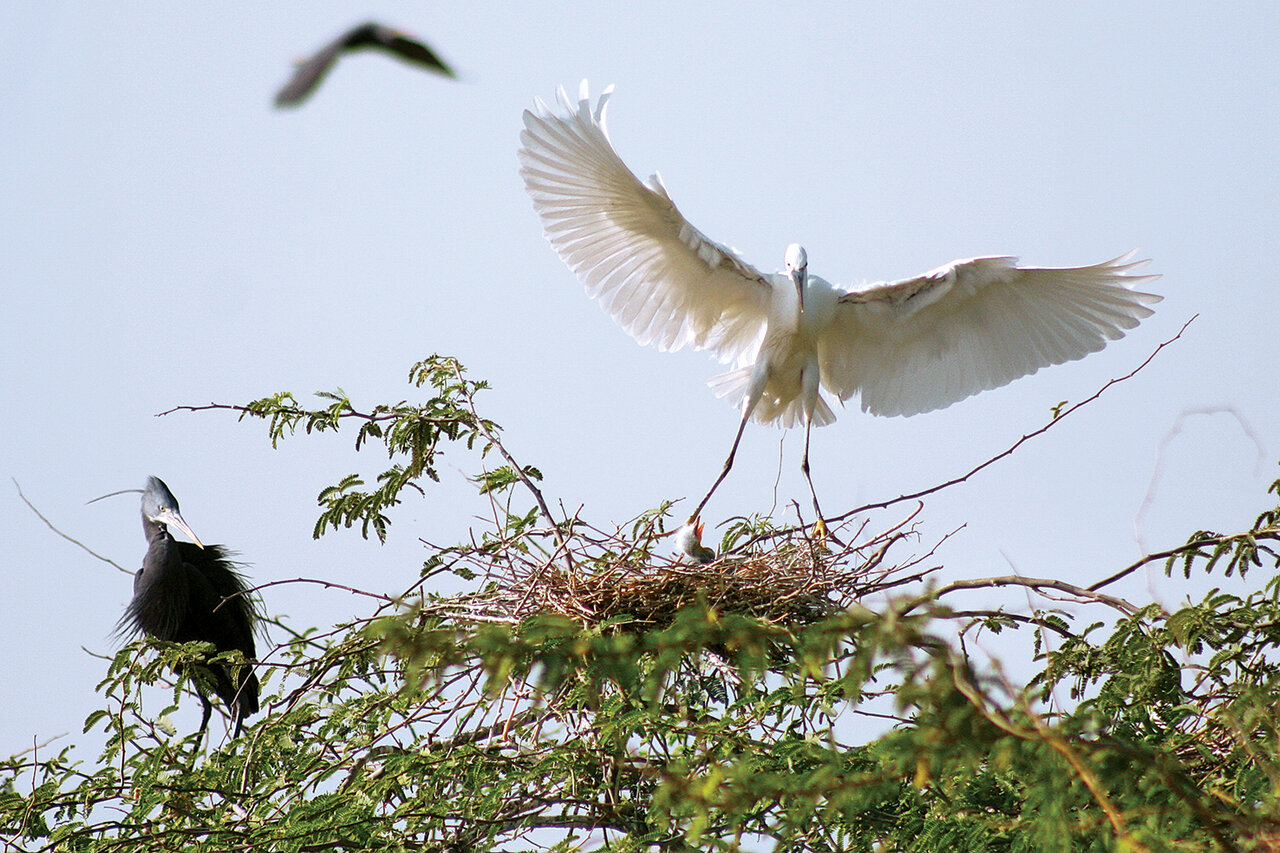 بهشت پرندگان؛ جزیرهای در ایران