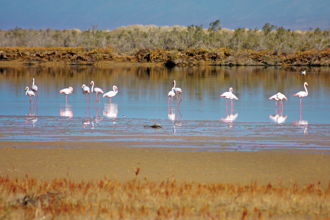 بهشت پرندگان؛ جزیرهای در ایران