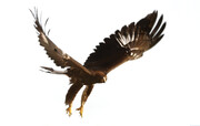 قدرت خارق العاده بزرگترین عقابی که در ایران زیست می‌کند | این عقاب غول‌آسا توانایی بلند کردن یک کودک سه ساله‌ از روی زمین را دارد
