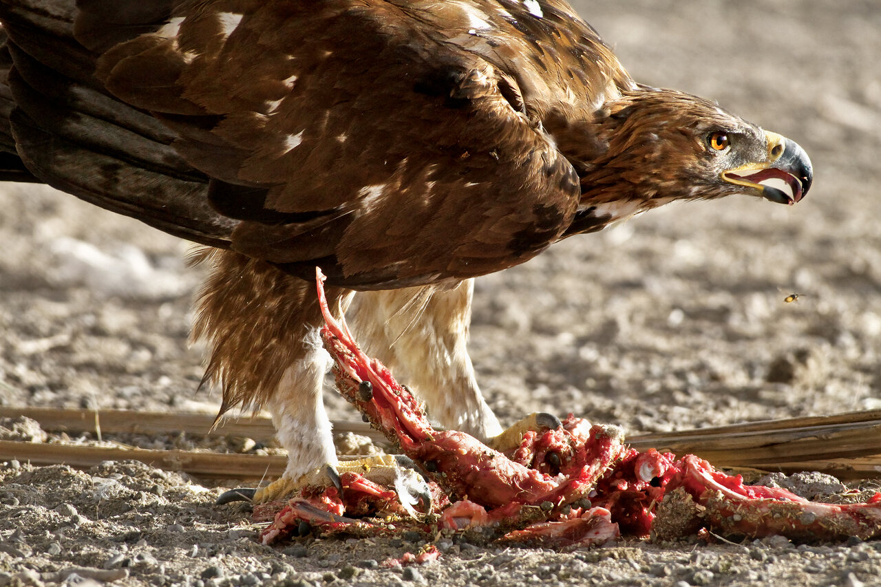 قدرت خارق العاده بزرگترین عقابی که در ایران زیست میکند | این عقاب غولآسا توانایی بلند کردن یک کودک سه ساله از روی زمین را دارد