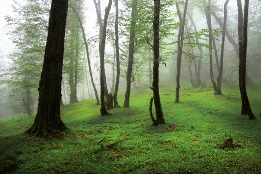جنلگ های دوهزار و سه هزار از زیباترین و بکرترین جنگل‌های مازندران محسوب می‌شوند.