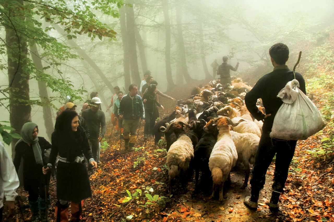اینجا بکرترین جنگل ایران است