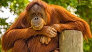 تصاویری از فداکاری نگهبان باغ وحش برای نجات بچه اورانگوتان