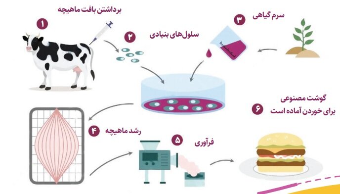 اینفوگرافیک | گوشت درونکشتگاهی چگونه تولید میشود؟