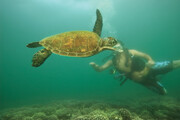 عکس | این هیولای آمریکایی قاتل لاک‌پشت‌های بومی ایران است