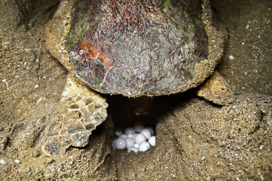 هر لاك‌پشت منقار عقابي بين 70 تا 90 تخم درون اين حفره مي‌گذارد كه آخرين تخم‌ها معمولا كوچك و بدون زرده هستند.