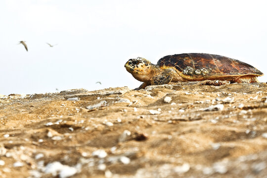 لاك‌پشت‌هاي دريايي به ساحل جزاير جنوبي ايران مي‌آيند تا لانه‌اي براي تخم‌هاي خود بسازند.
