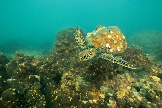 لاك‌پشت‌هاي سبز عموما در آب‌هاي خليج‌فارس و درياي عمان حضور دارند. 