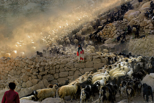 گوسفندها دو نوبت كوچ صبح و عصرشان را رفته‌اند و حالا تا هوا روشن است و سروكله گرگ‌ها پيدا نشده به آغل‌شان مي‌روند.