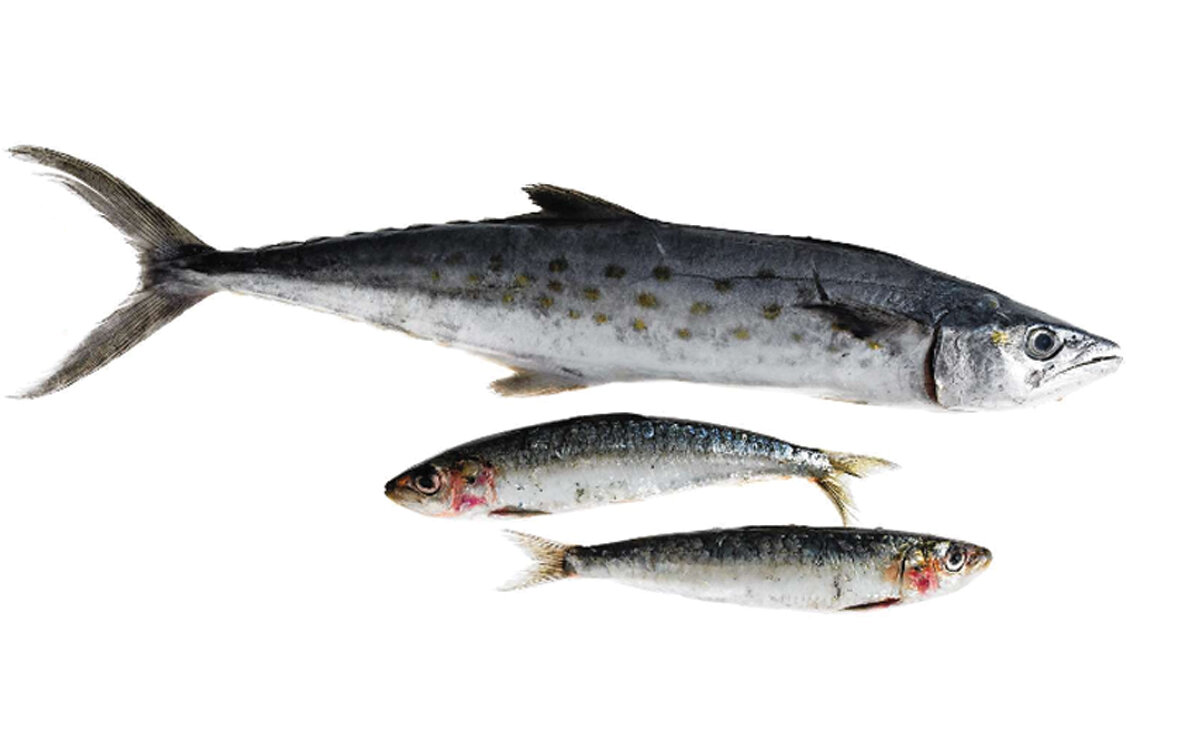 پروتئین بدنتان را با این مواد غذایی تامین کنید