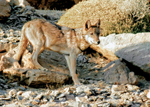 گرگ‌ها گروهي زندگي مي‌كنند و به‌عنوان شكارچي‌هاي موفق در راس‌ هرم غذايي قرار دارند. 
