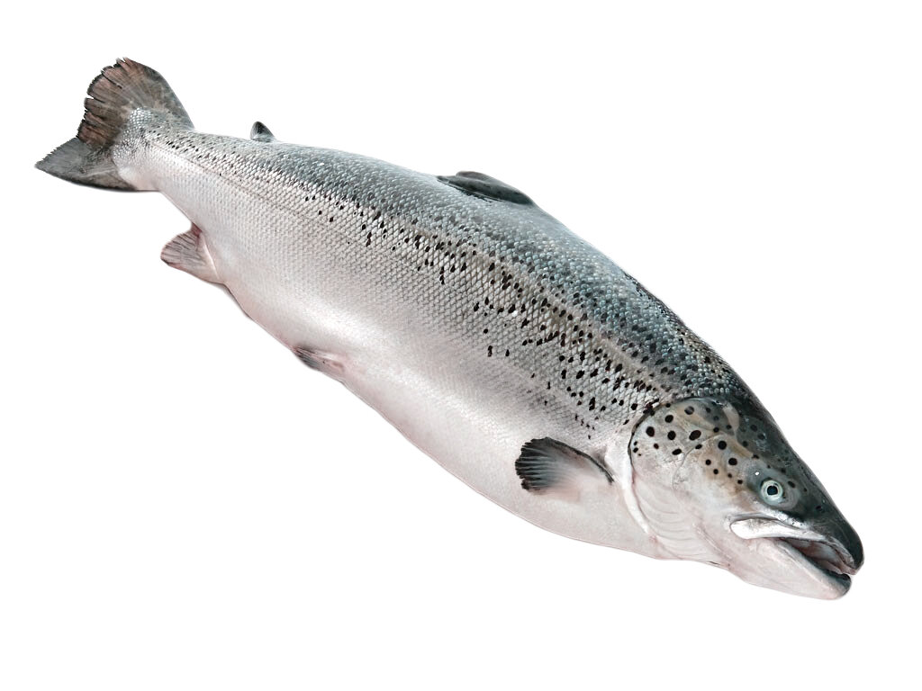 این مواد غذایی معجزه میکنند ؛ از درمان سرطان تا تقویت حافظه