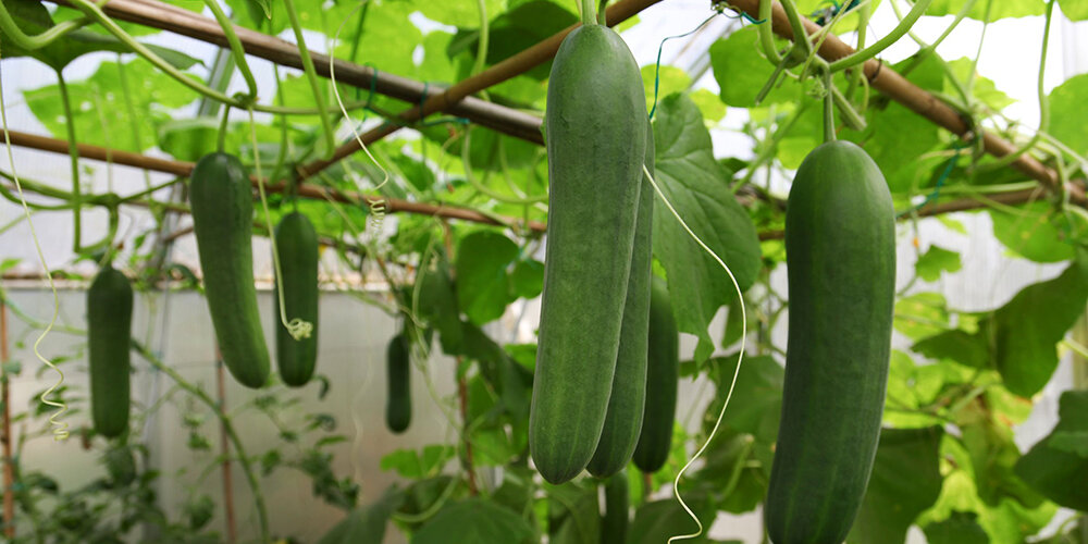 فوت و فن پرورش خیار در خانه