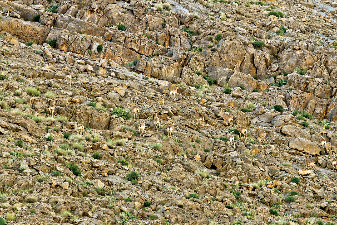 امنترین منطقه حیاتوحش ایران ؛ اینجا با آهو و غزال قدم بزنید