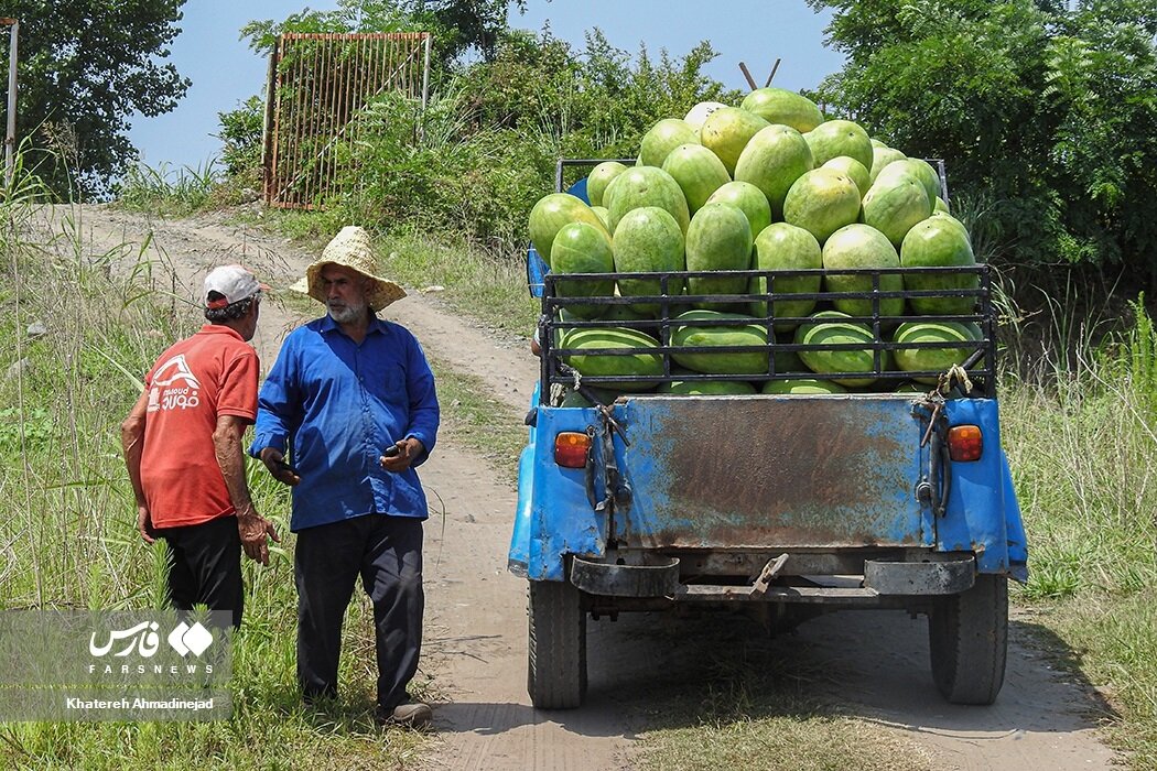 چطور هندوانه خوب انتخاب کنیم ؟