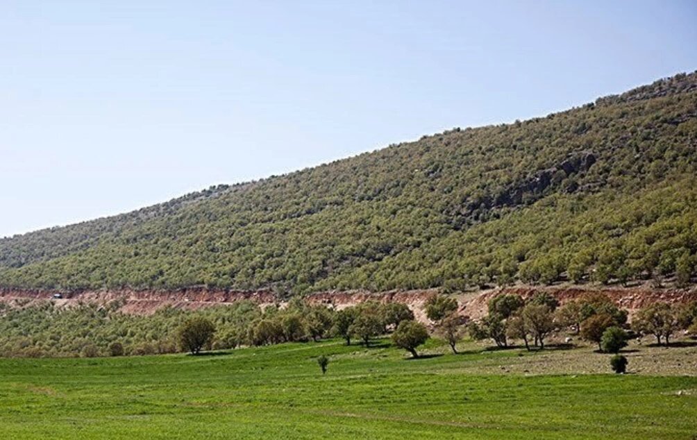 اینجا پایتخت جنگلهای بلوط ایران است | جاذبههای گردشگری اسلامآباد غرب ؛ بازدید از قصر یزدگرد را از دست ندهید