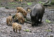 تصاویر دیدنی شیر خوردن بچه گرازها در ارتفاعات مازندران | صدای شیر خوردن توله گرازها را بشنوید!