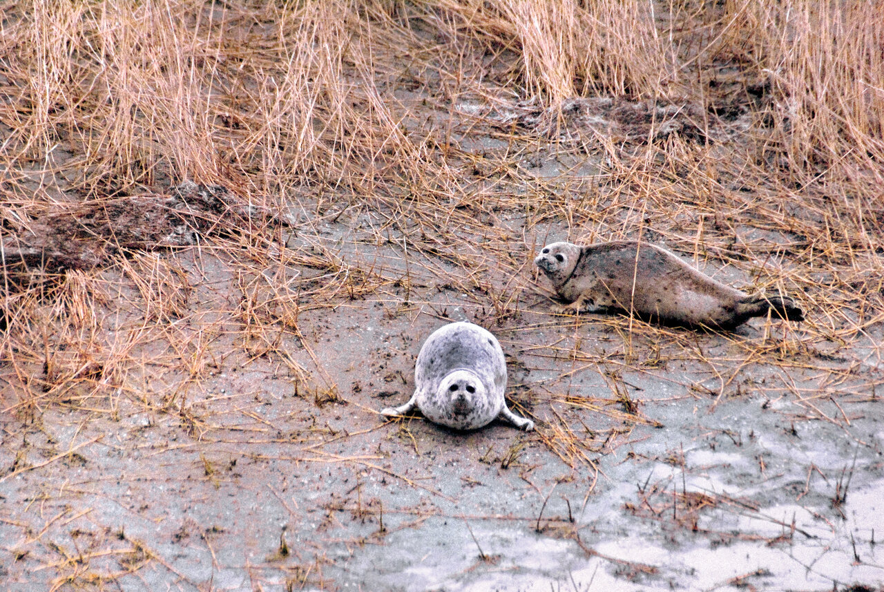 موجودی ناشناخته و مرموز در دریای خزر