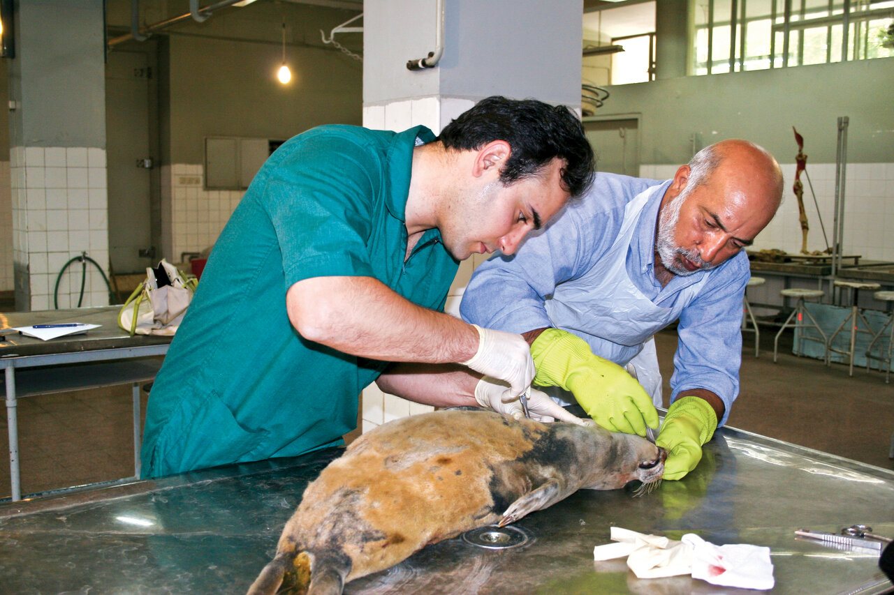 موجودی ناشناخته و مرموز در دریای خزر