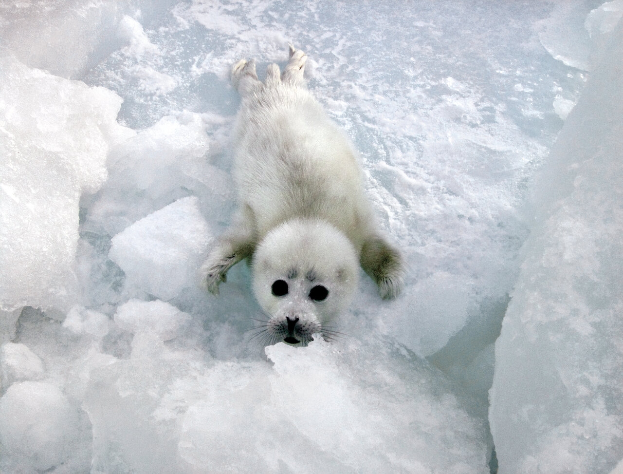 موجودی ناشناخته و مرموز در دریای خزر