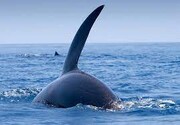 تصاویر جذاب از نهنگ قاتل در آب‌های خلیج فارس