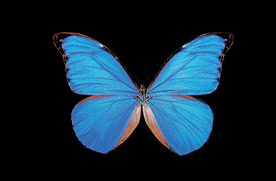 ساختار فيزيكي پولك‌ها در بعضي گونه‌ها موجب توليد رنگ‌هايي مي‌شود كه اصطلاحا به آنها رنگ‌هاي فيزيكي مي‌گويند. معروف‌ترين پروانه‌هاي صاحب چنين ساختار رنگي، پروانه‌هاي جنس Morpho  از آمريكاي مركزي و جنوبي هستند، در تصوير گونه‌اي به نام Morpho  anaxibia ديده مي‌شود كه قسمت كوچكي از بال آن‌ در پنج مرحله و به تدريج بزرگنمايي شده و در ادامه تصاویر  زير هم چيده شده است. در پايين‌ترين تصوير كه بزرگنمايي به چندين هزار برابر رسيده است، مي‌توان به چينش خاص پولك‌هاي بال كه موجب توليد رنگ آبي مجازي مي‌شوند پي‌برد.