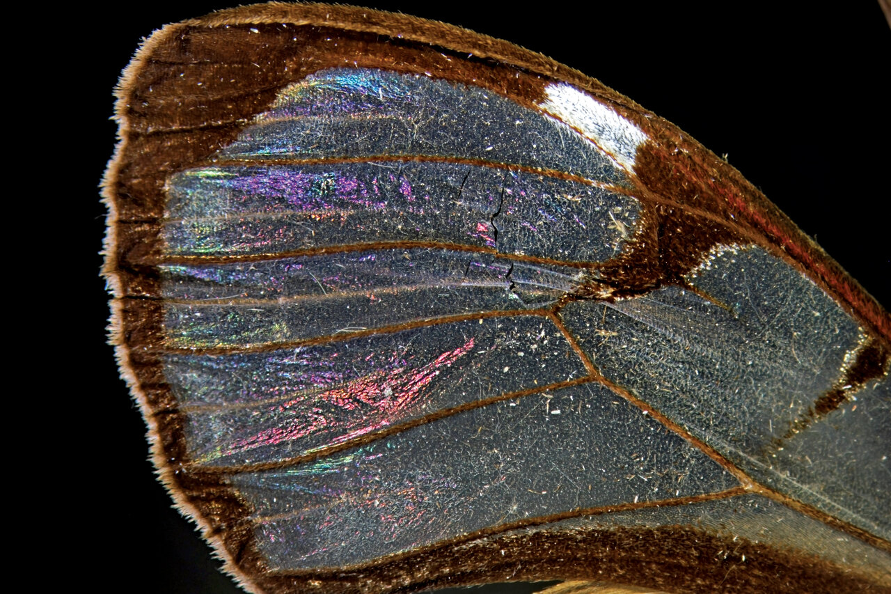 رنگیترین جاندار روی زمین را ببیند