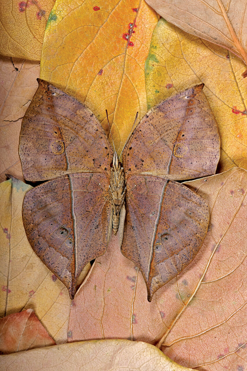 رنگیترین جاندار روی زمین را ببیند