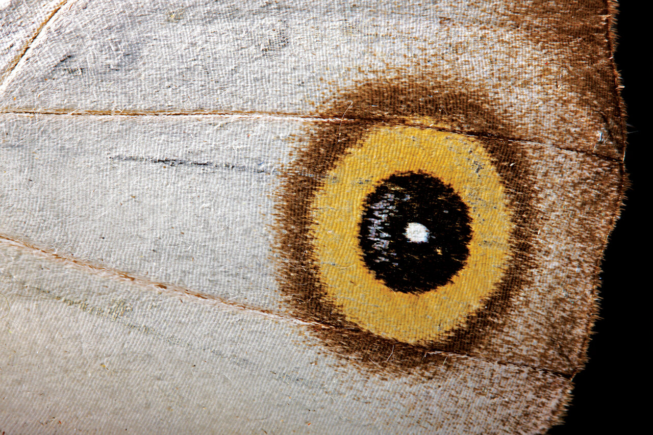 رنگیترین جاندار روی زمین را ببیند