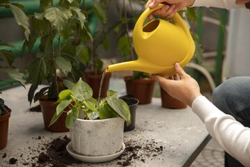 چطور در خانه بدون فضای باز باغبانی کنیم؟ | راهنمای نگهداری و کاشت گیاهان آپارتمانی