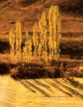 درختان سپیدار بلند در بعداز ظهری پاییزی، در قاب دوربین عکاس بی‌رنگ شده‌اند. اگر هرکس هم نیما را از روزهای دیر به یاد نیاورد، همین درختان پیر، قدم‌های آهسته شاعری را به یاد دارند که طبیعت را اینقدر زیبا وارد شعر فارسی کرد.