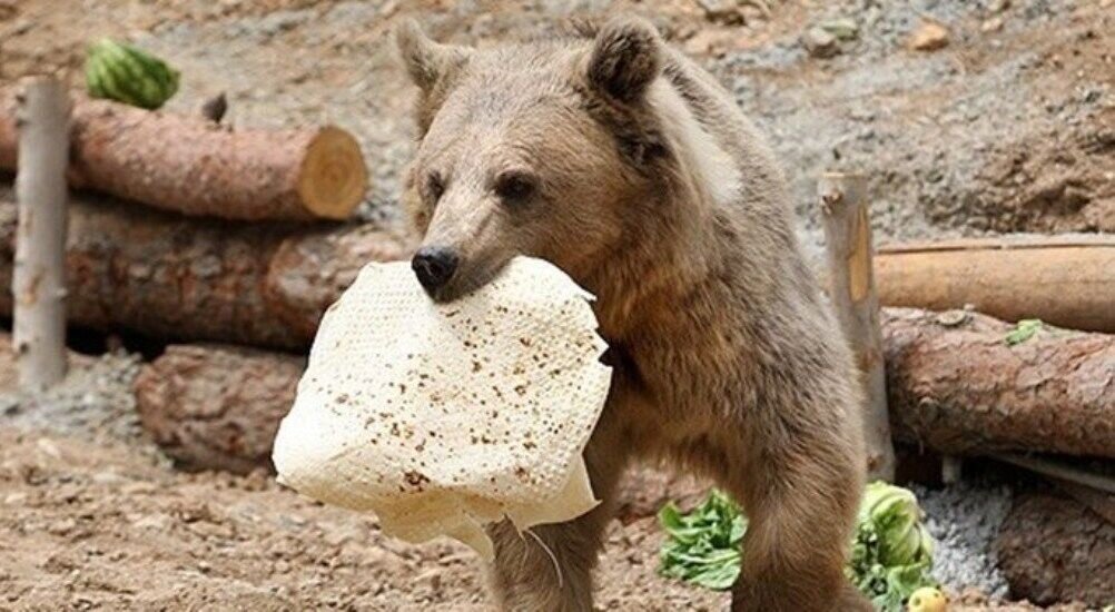 غذا دادن به حیوانات وحشی - حیات وحش - خرس