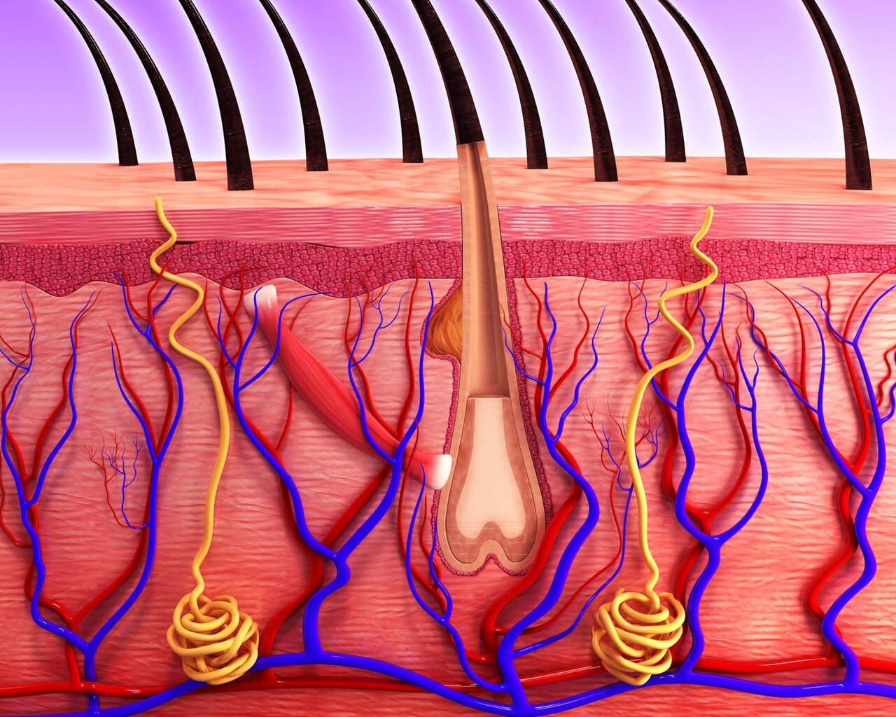 بهترین روش برداشتن ابروها ؛ چرا برداشتن ابرو با موچین رشد آنها را مختل میکند؟