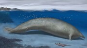 تصاویر | کشف بزرگ‌ترین حیوان جهان | دو برابر سنگین‌تر از نهنگ
