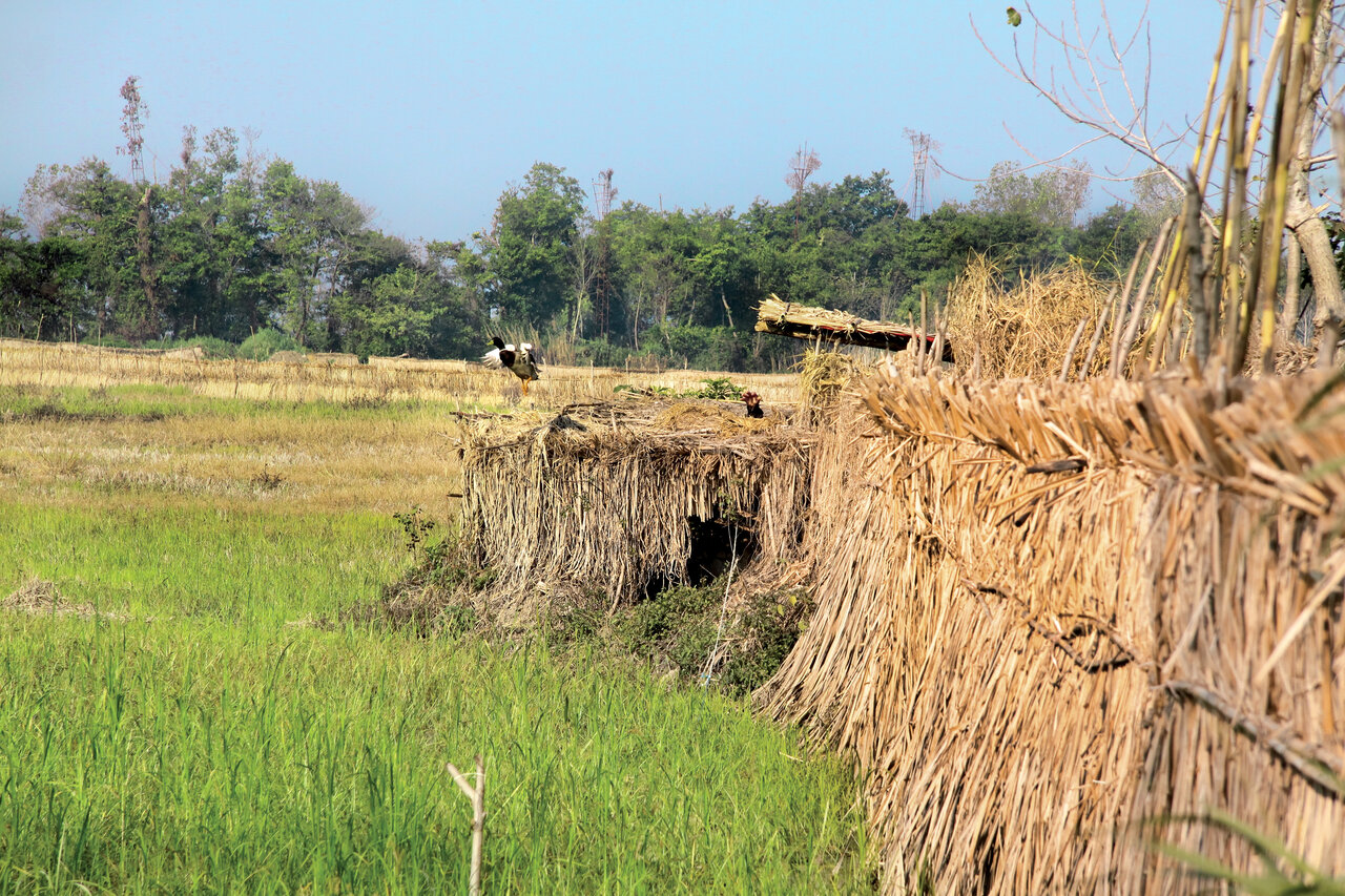 خاصترین روش صید پرندگان در شمال ایران