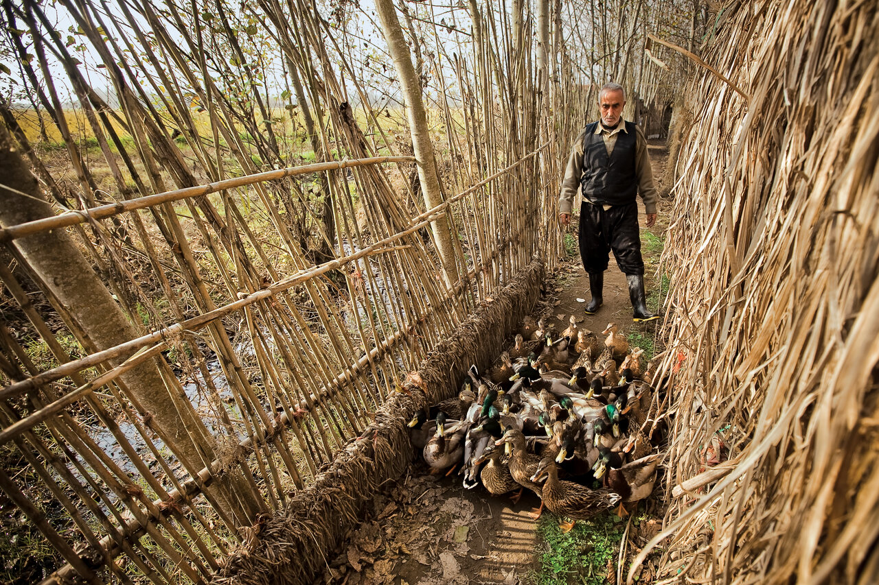 خاص‌ترین روش صید پرندگان در شمال ایران
