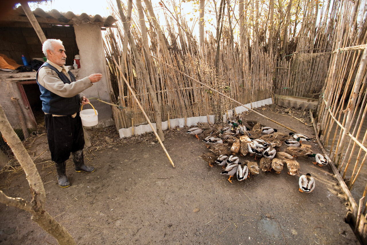 خاصترین روش صید پرندگان در شمال ایران