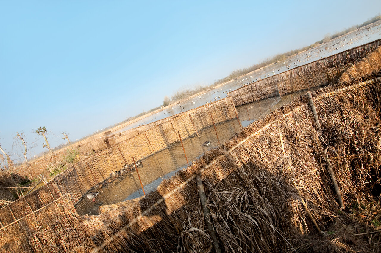 خاصترین روش صید پرندگان در شمال ایران