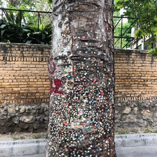 عجیبترین درخت تهران کجاست؟ | ارتباط جالب این درخت با دیواری در سیاتل آمریکا