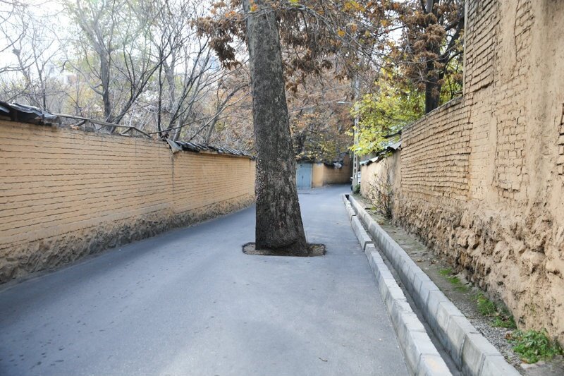 عجیب‌ترین درخت تهران کجاست؟ | ارتباط جالب این درخت با دیواری در سیاتل آمریکا