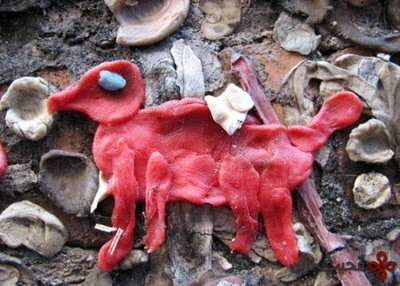 عجیبترین درخت تهران کجاست؟ | ارتباط جالب این درخت با دیواری در سیاتل آمریکا