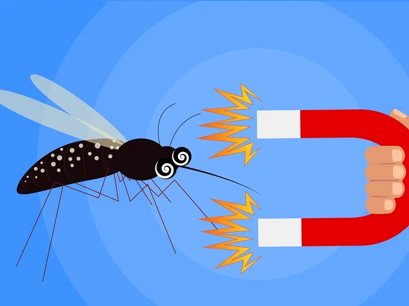 موثرترین راه دفع پشهها