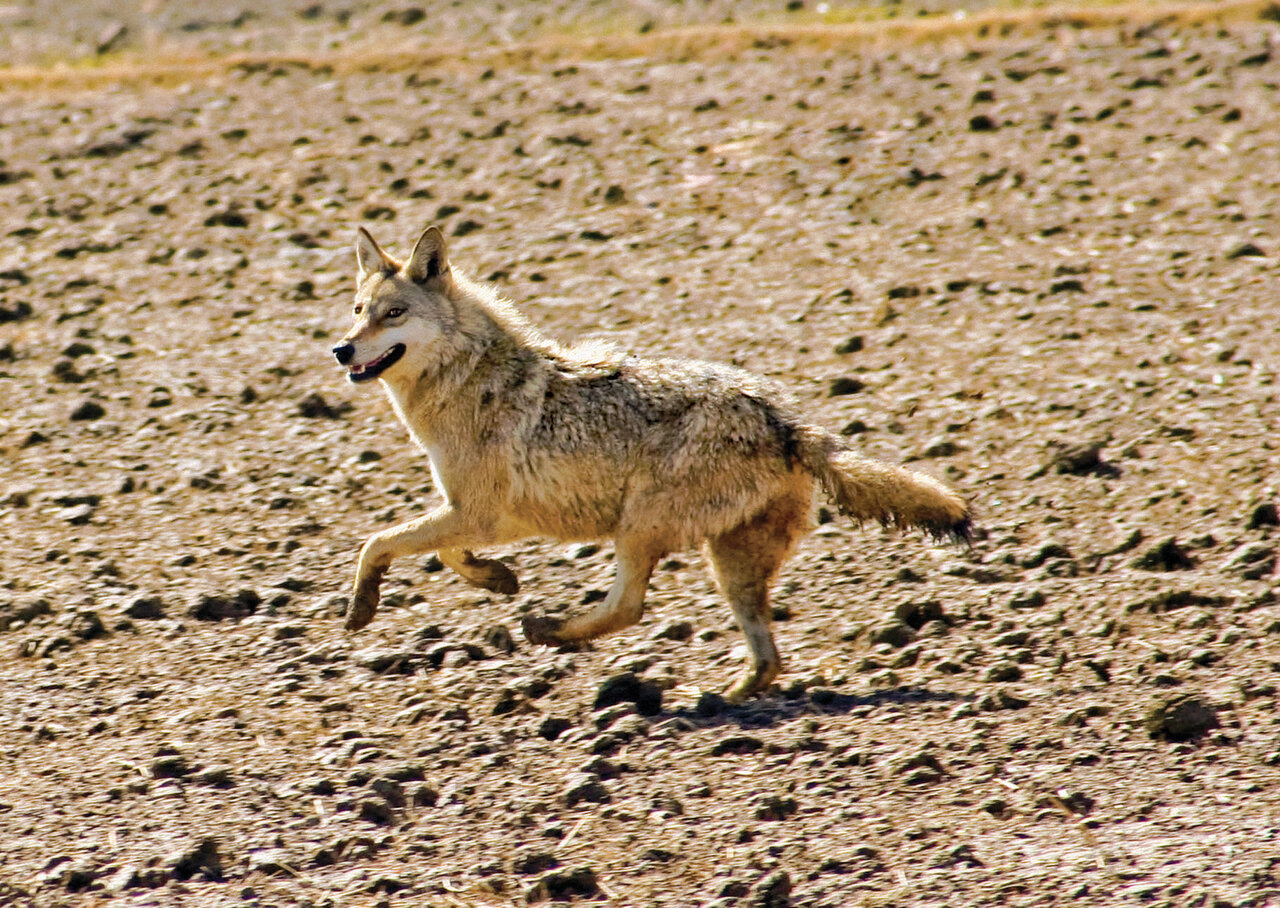 این موجود بدذاتترین شکارچی ایران است