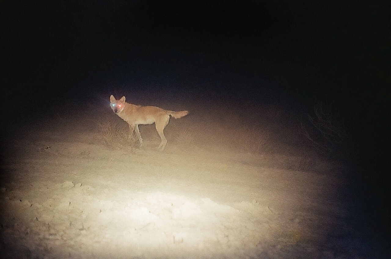 این موجود بدذاتترین شکارچی ایران است