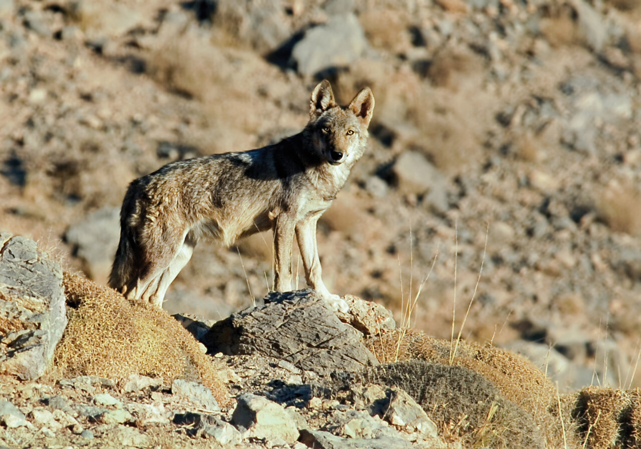 این موجود بدذاتترین شکارچی ایران است