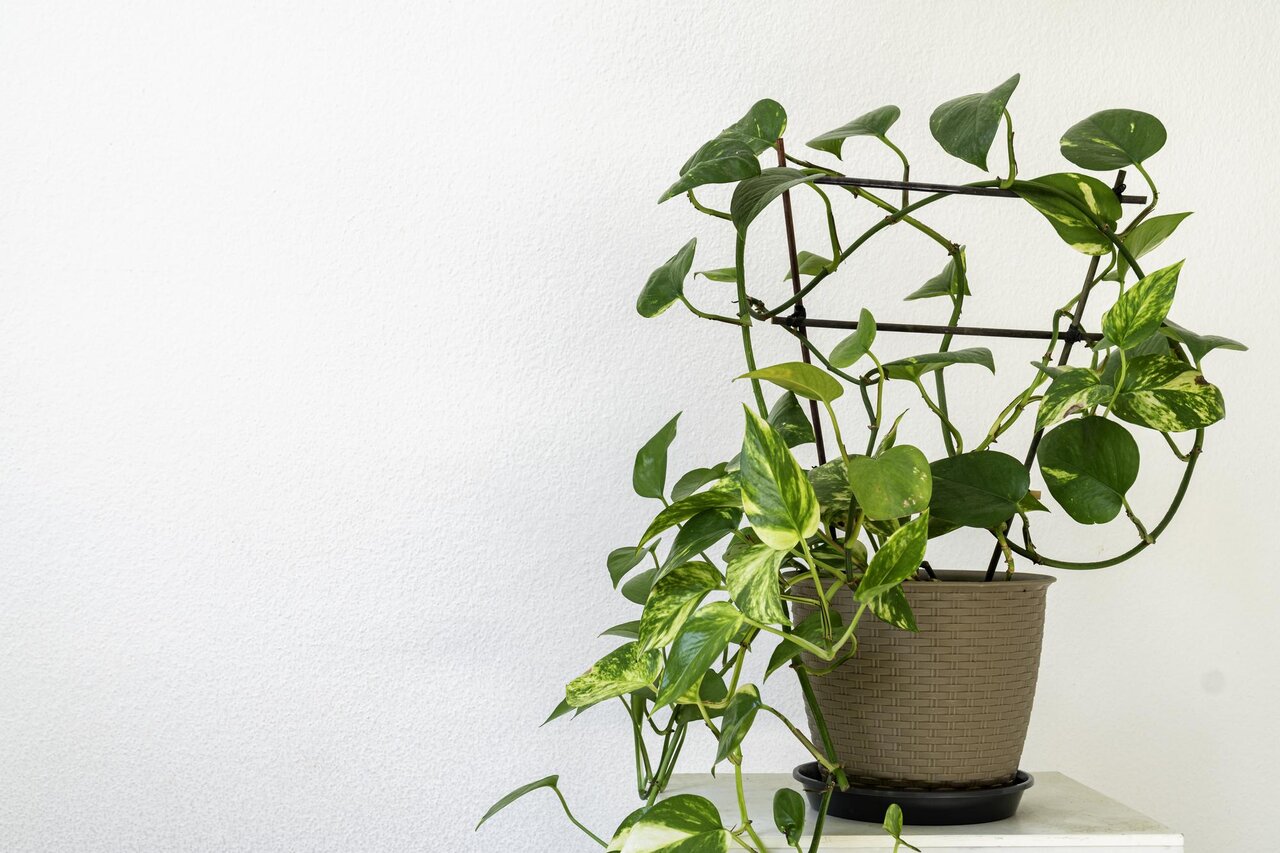 ۱۵ گیاه آپارتمانی که در آشپزخانه خوب رشد می‌کنند | بهترین گیاهان آپارتمانی برای آشپزخانه + نکات نگهداری