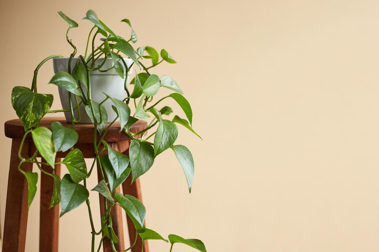 بهترین گیاهان برای تصفیه هوای خانه و اداره از نگاه ناسا + روش نگهداری