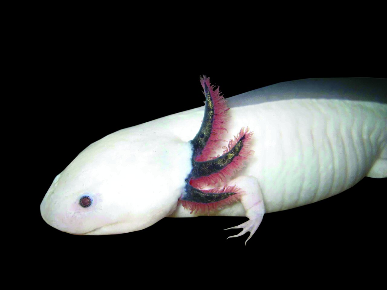 تصاویری از جانوران باور نکردنی | آنها آنقدر عجیب و غریب هستند که نمیتوان وجودشان را باور کرد